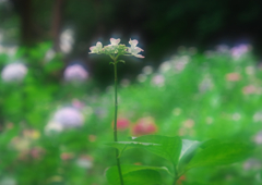 一本