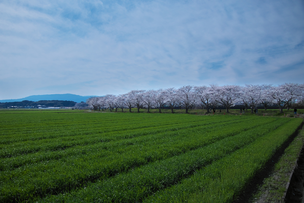 筑前町の桜