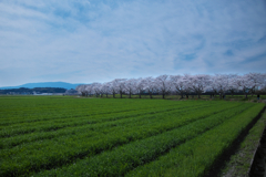 筑前町の桜