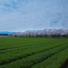 筑前町の桜