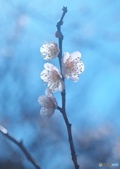 青空と梅