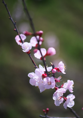 あんずの花