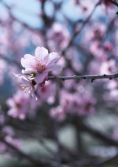 アーモンドの花
