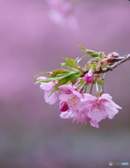 雨天の河津桜
