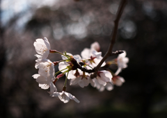逆光桜