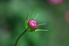 コスモスの蕾
