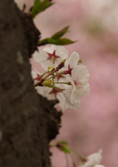 桜色