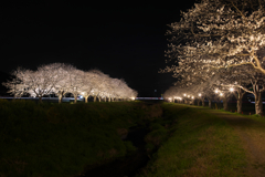 夜桜