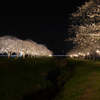 夜桜