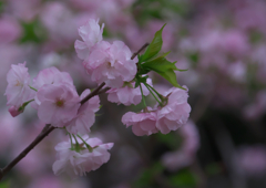 八重桜