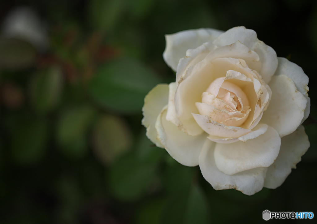 白いバラの花
