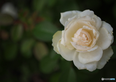 白いバラの花