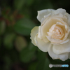 白いバラの花