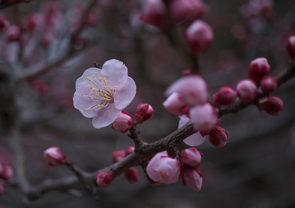 鏡神社の梅の花（５）