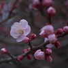鏡神社の梅の花（５）