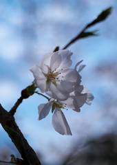 日陰桜