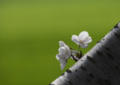 桜