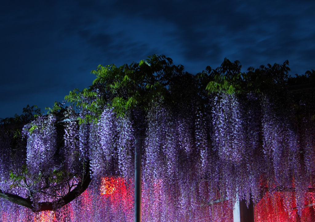 夜の大藤