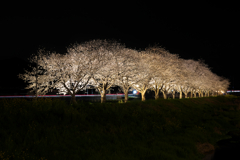 夜桜