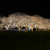 夜桜