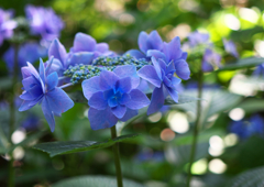 林に咲く紫陽花