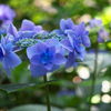 林に咲く紫陽花