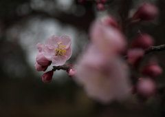 鏡神社の梅の花（４）