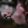鏡神社の梅の花（４）