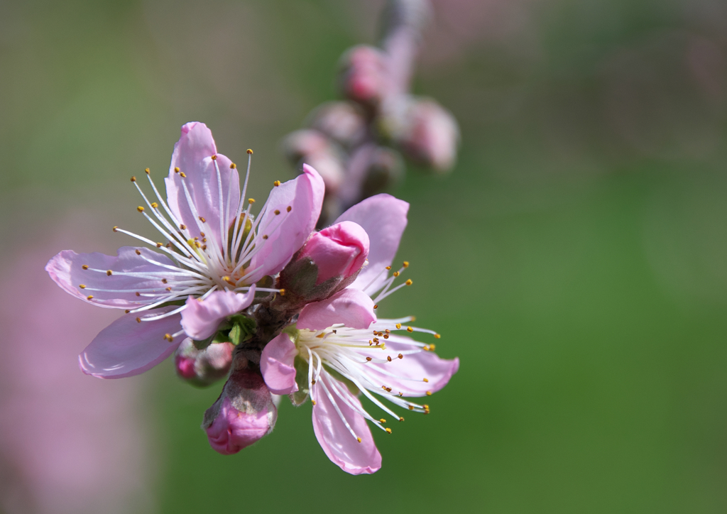 桃の花（2）