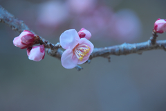 鏡神社の梅の花（２）