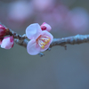 鏡神社の梅の花（２）