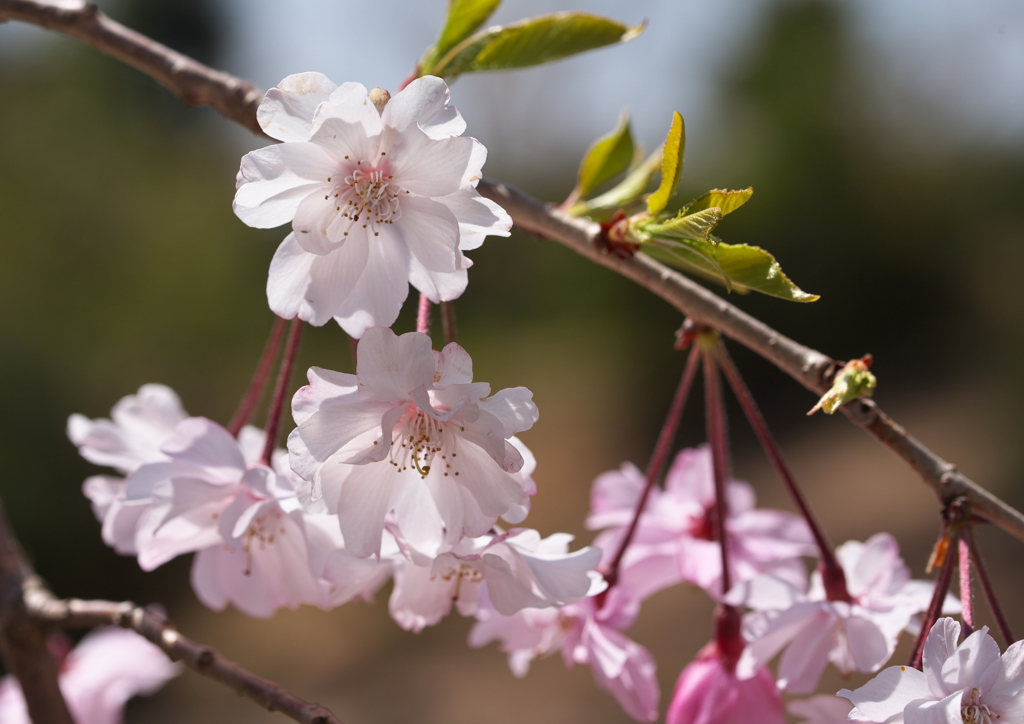 枝垂桜