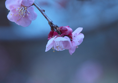 鏡神社の梅の花（１）