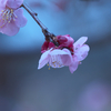 鏡神社の梅の花（１）