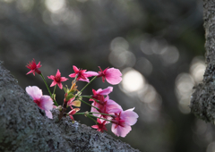 甘木公園の桜