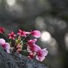 甘木公園の桜