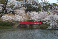甘木公園の桜（３）