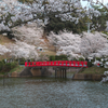 甘木公園の桜（３）
