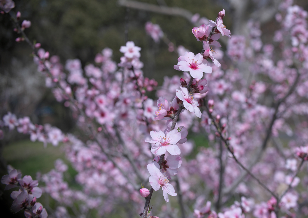 アーモンドの花