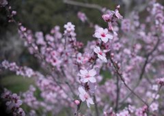 アーモンドの花