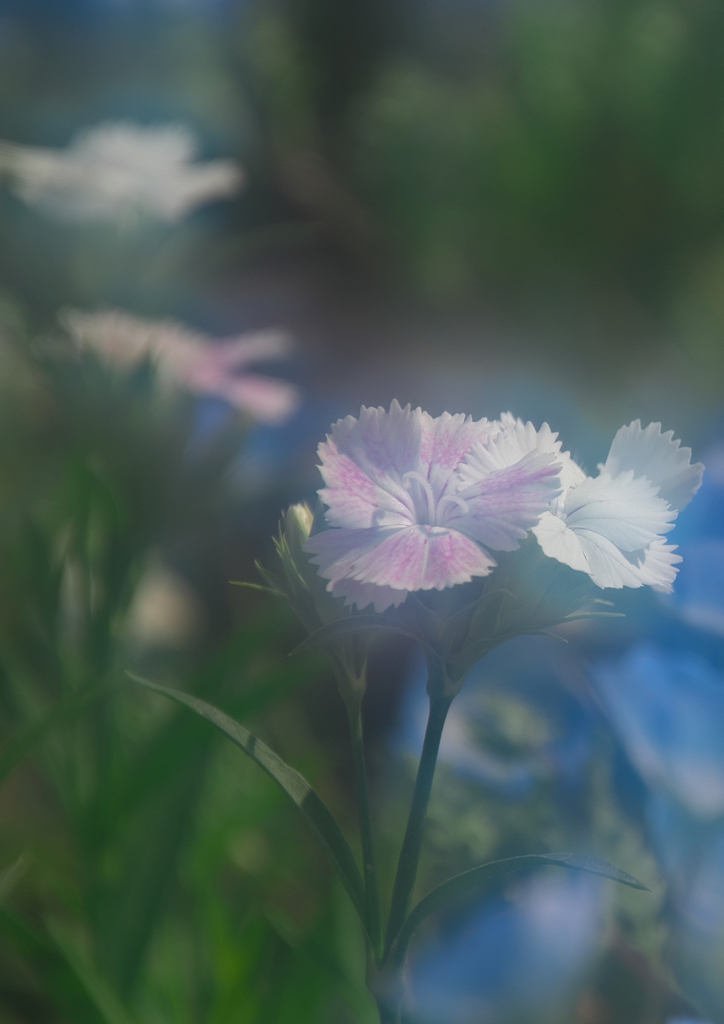 なでしこ