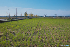 佐賀平野（有明海方面）