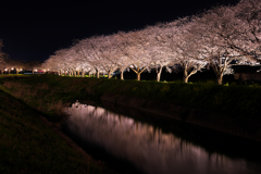 夜桜
