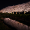 夜桜