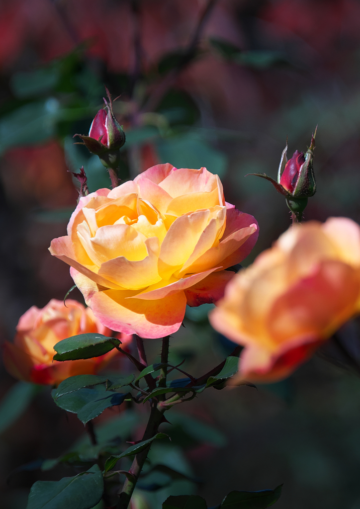 晩秋　バラの花