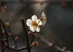 鏡神社の梅の花（３）