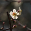 鏡神社の梅の花（３）