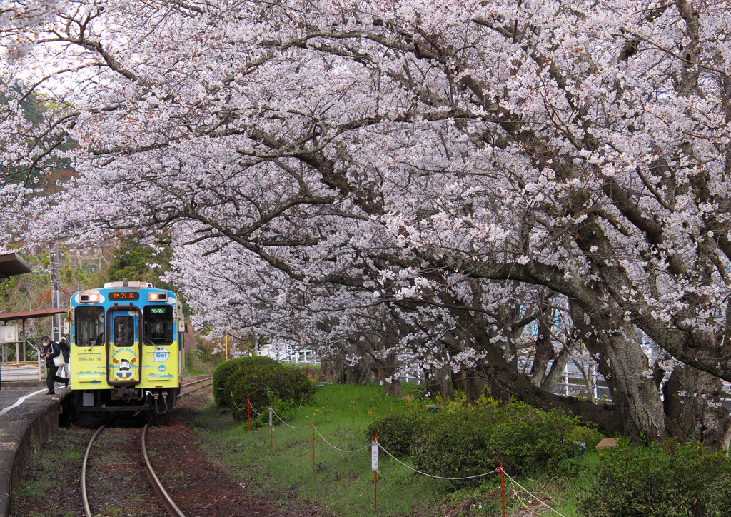 電車と桜