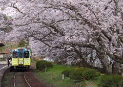 電車と桜