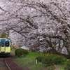 電車と桜
